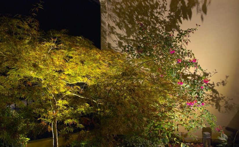 Japanese Maple Archives Avalon Lighting Design