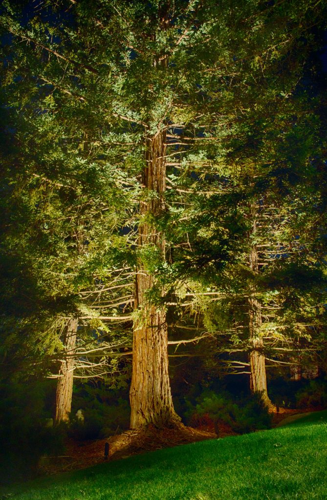 Sequoia Interior Illumination