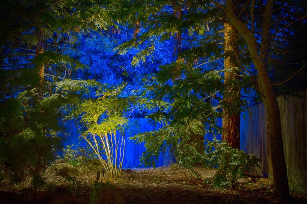 Sequoia grove blue background