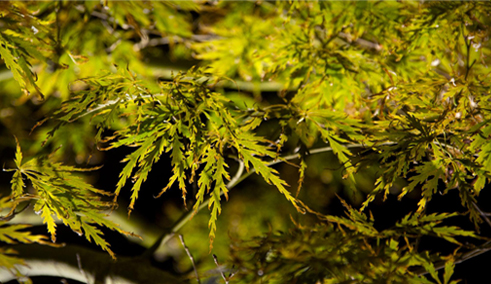 texture delicate leaves Japanese Maple